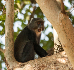 Cercopithecus mitis albogularis