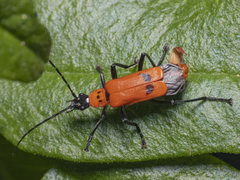 Chauliognathus militaris