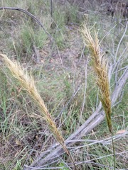 Austrostipa densiflora