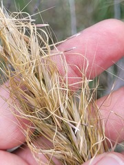 Austrostipa densiflora