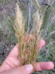 Austrostipa densiflora