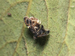 Hyperskeles choreutidea