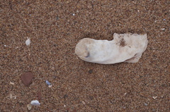 Crassostrea virginica