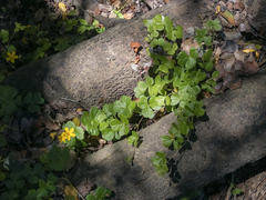 Oxalis dumetorum
