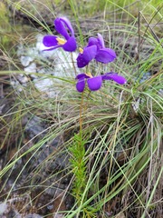 Cheiranthera borealis