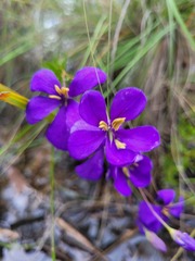 Cheiranthera borealis