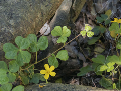 Oxalis dumetorum