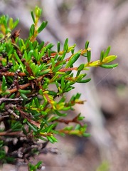 Cryptandra amara floribunda