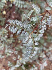 Indigofera fruticosa