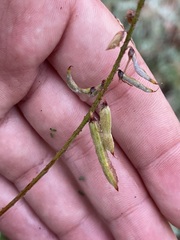 Indigofera fruticosa