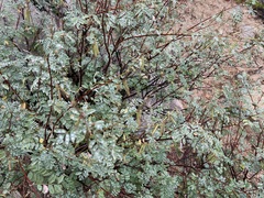 Indigofera fruticosa