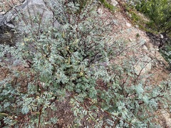 Indigofera fruticosa