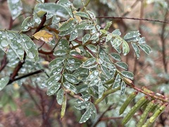 Indigofera fruticosa