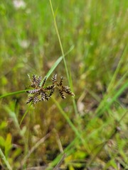 Cyperus sanguinolentus