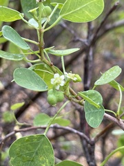 Euphorbia hindsiana