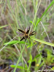 Cyperus sanguinolentus