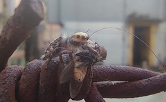Hyllus semicupreus
