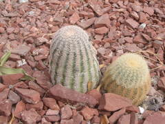 Echinocereus pectinatus
