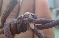Hyllus semicupreus