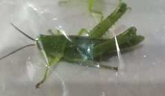 Valanga nigricornis