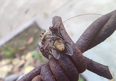 Hyllus semicupreus