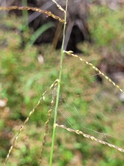 Digitaria ramularis