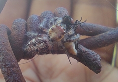 Hyllus semicupreus
