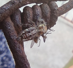 Hyllus semicupreus