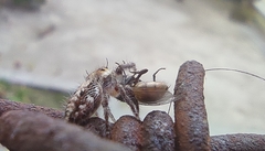 Hyllus semicupreus