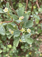Euphorbia hindsiana