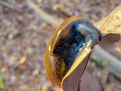 Mesomphix rugeli