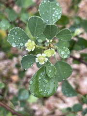 Euphorbia hindsiana