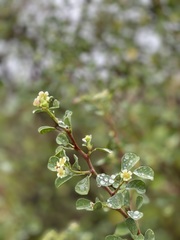 Euphorbia hindsiana