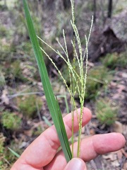 Digitaria ramularis