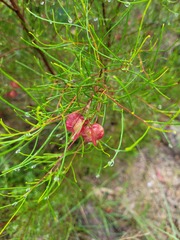 Dodonaea falcata