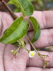 Jatropha vernicosa