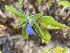 Salvia similis