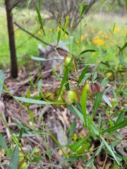 Dodonaea viscosa spatulata