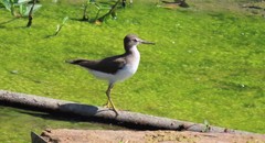 Actitis macularius
