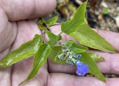 Salvia similis