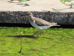 Actitis macularius
