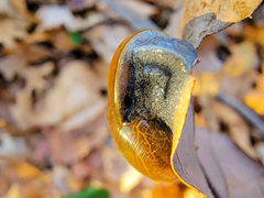Mesomphix rugeli
