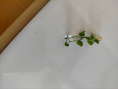 Lobelia angulata