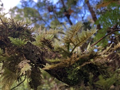 Homaliodendron flabellatum