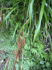 Machaerina sinclairii