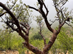 Bursera cerasiifolia