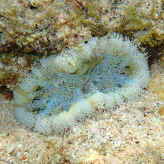 Stichodactyla tapetum