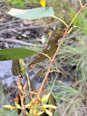 Eucalyptus blakelyi