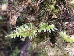 Homaliodendron flabellatum