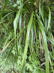 Machaerina sinclairii